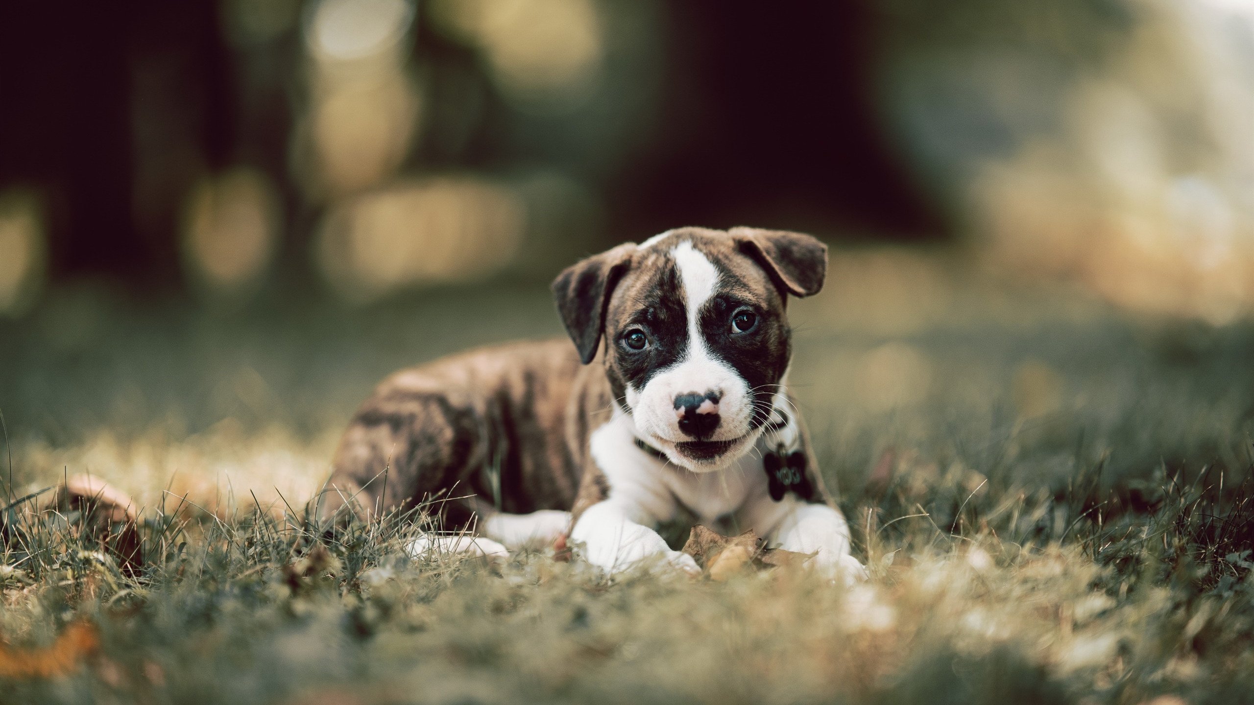 世界排名争夺战之夜，莫兰特的超现实战场