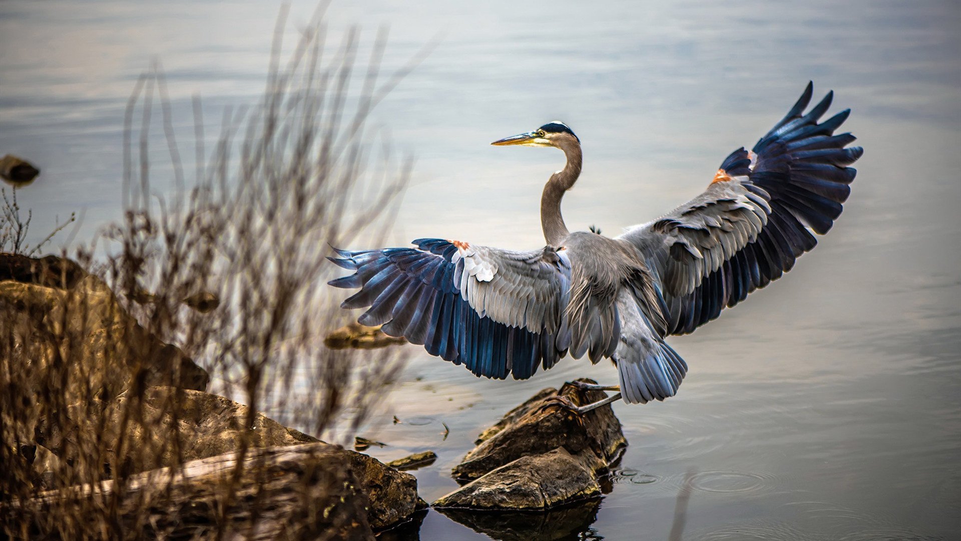 生死战4-2！秘鲁关键小姐拉亚发威，连续得分狂潮压垮澳大利亚