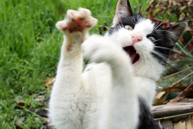 44秒，戈麦斯让秒针提前为比利时定格