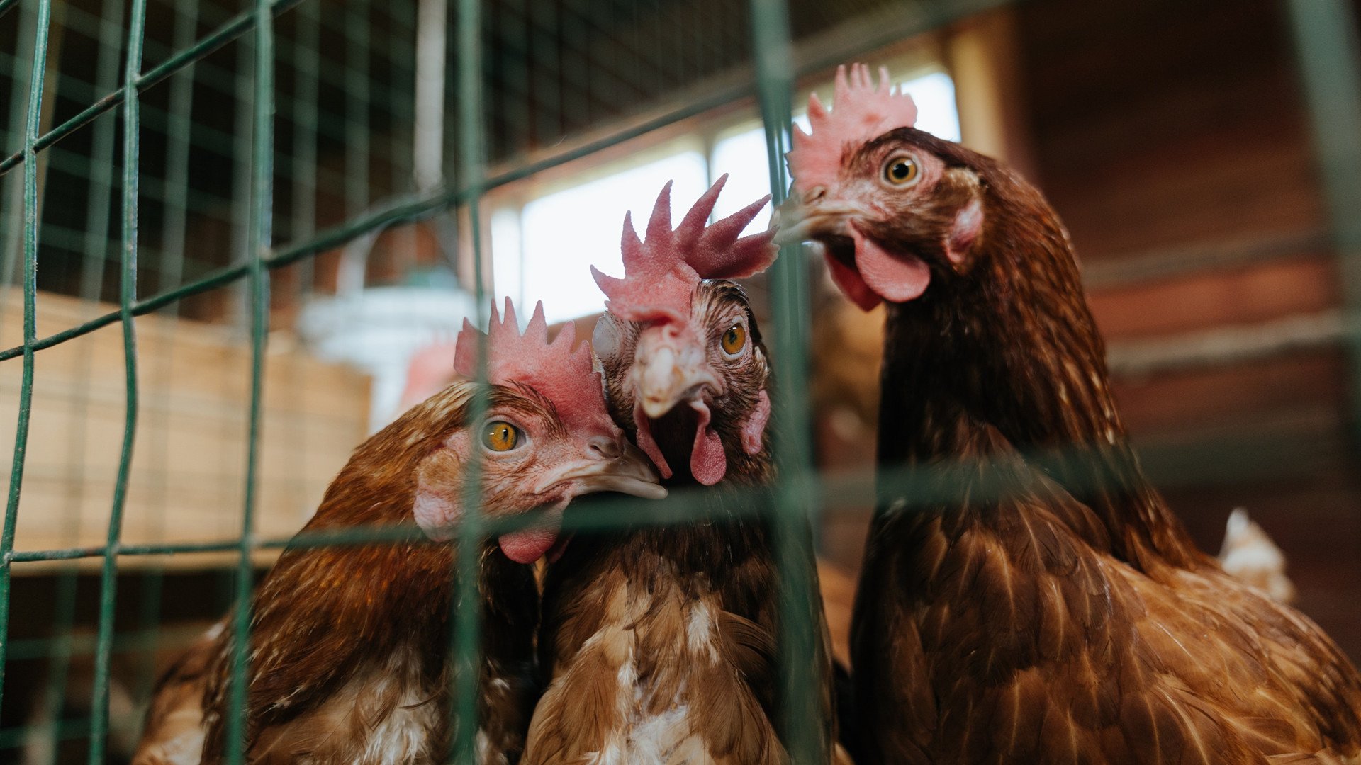 撕裂51年诅咒,快船最后三分钟的救赎之战