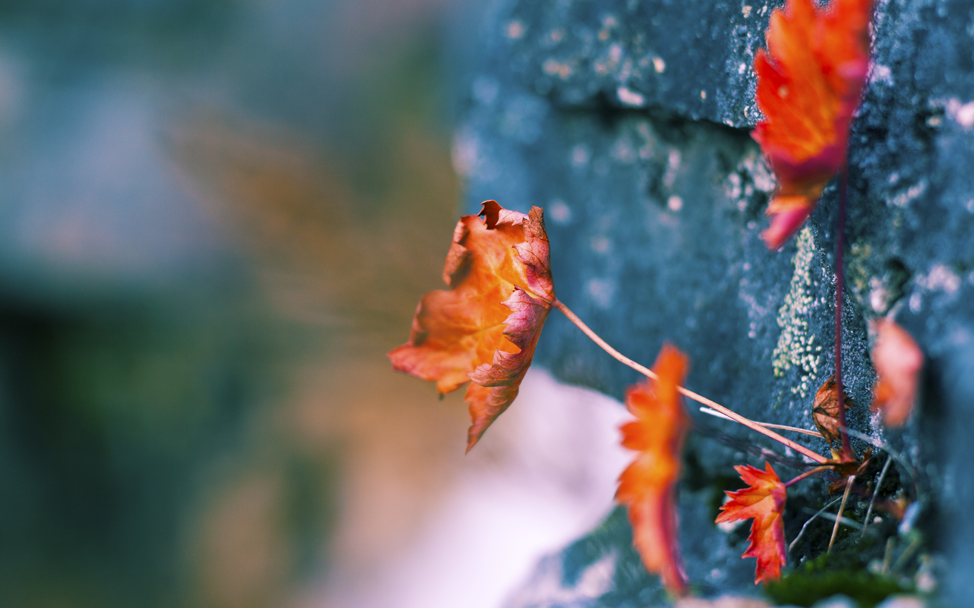 终场哨与旧伤痕，当足球成为历史的隐喻