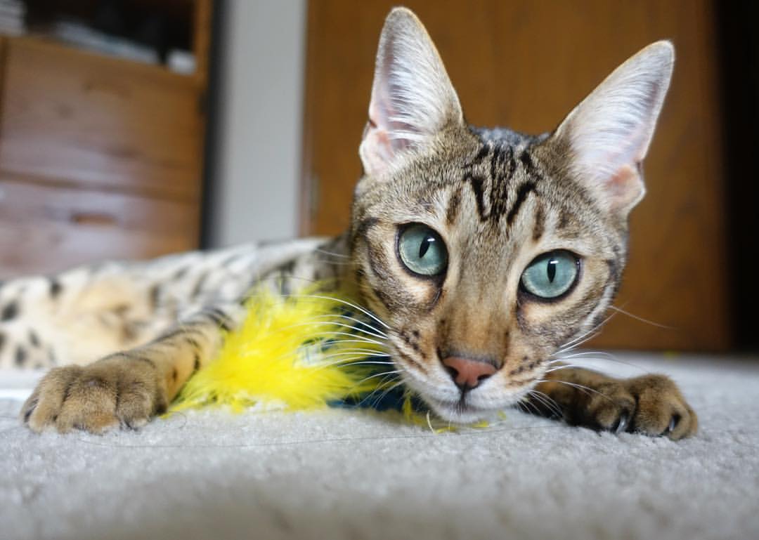 恩佐关键先生闪耀，法国强行终结澳大利亚晋级希望