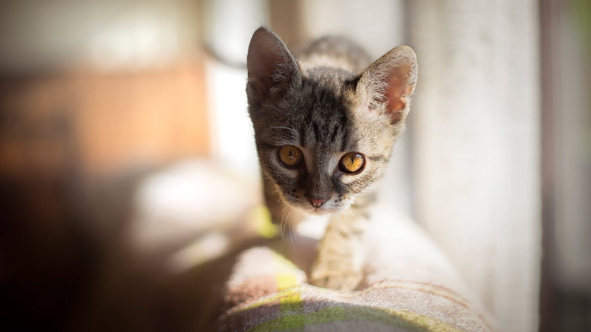 纽约的钢铁与夏洛特的玫瑰，东决关键战中尼克斯火力全开压制黄蜂